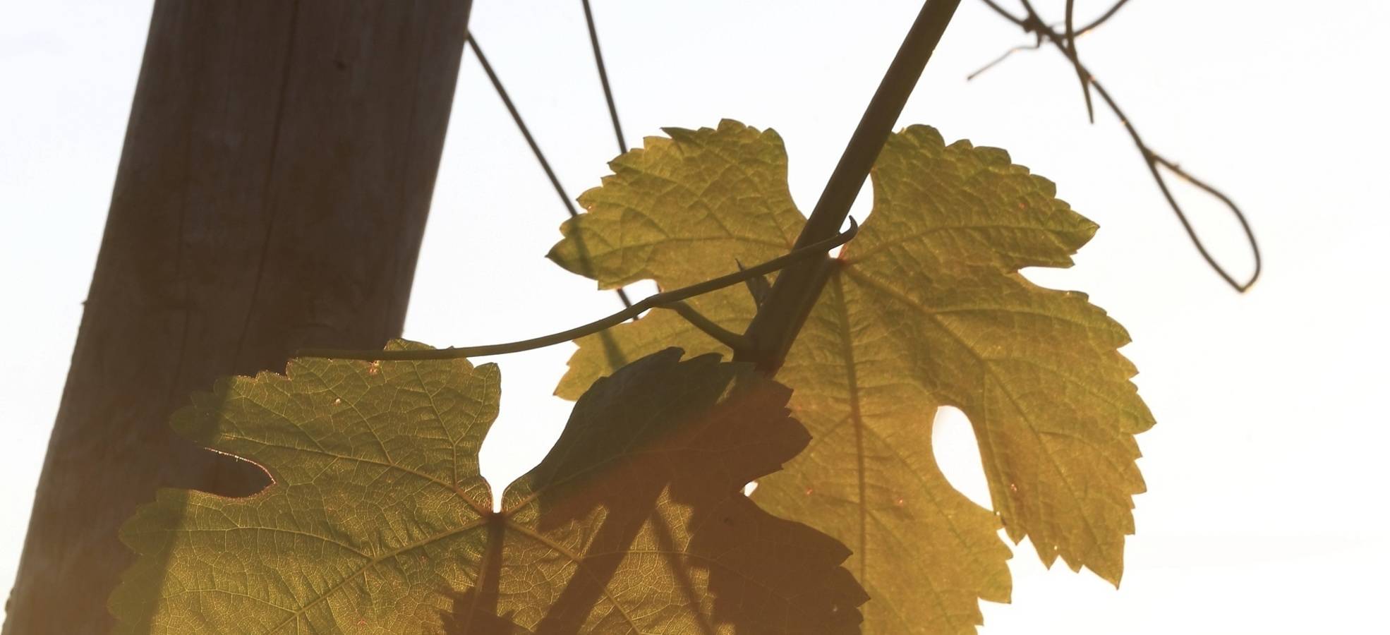 Weinblätter / © Michael Meyer