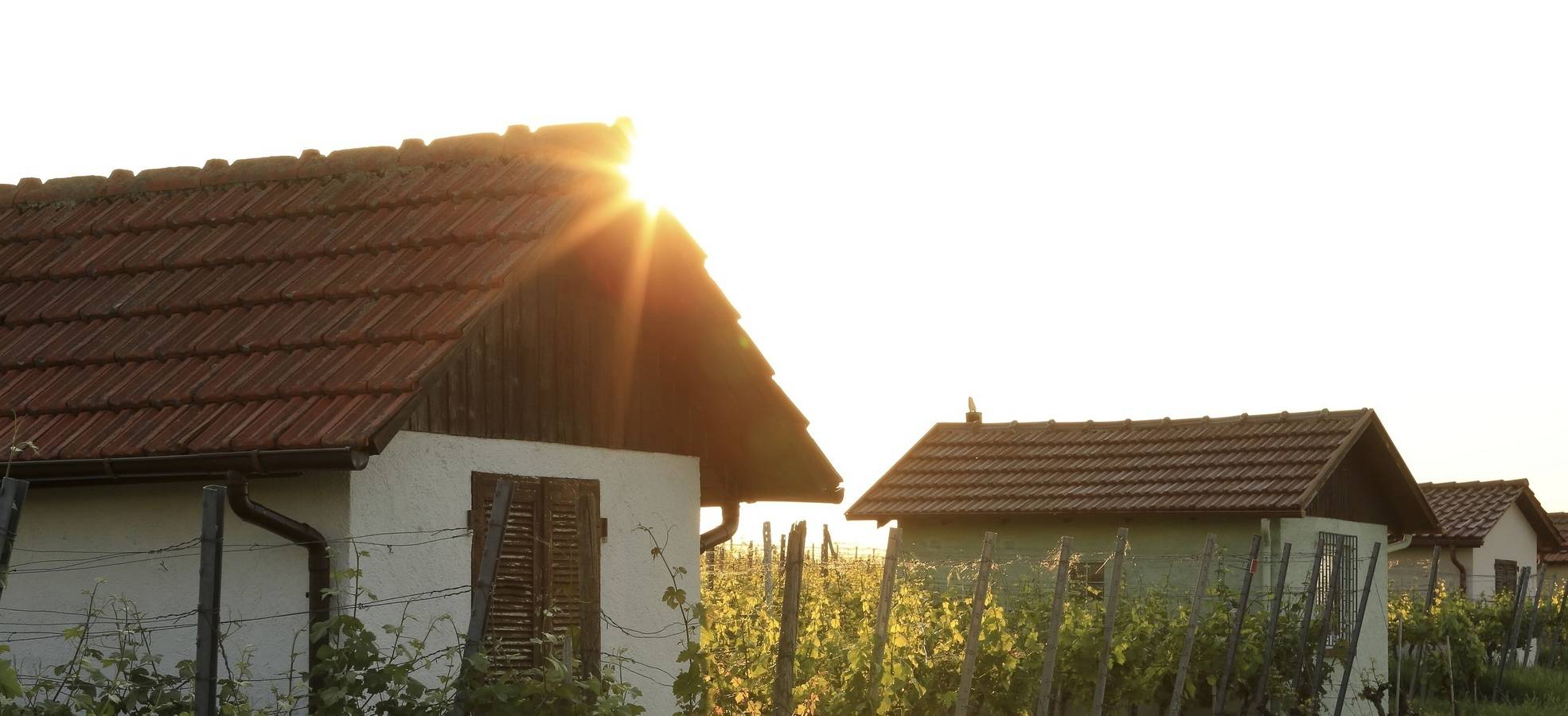 Weinberge Horrheim / © Michael Meyer