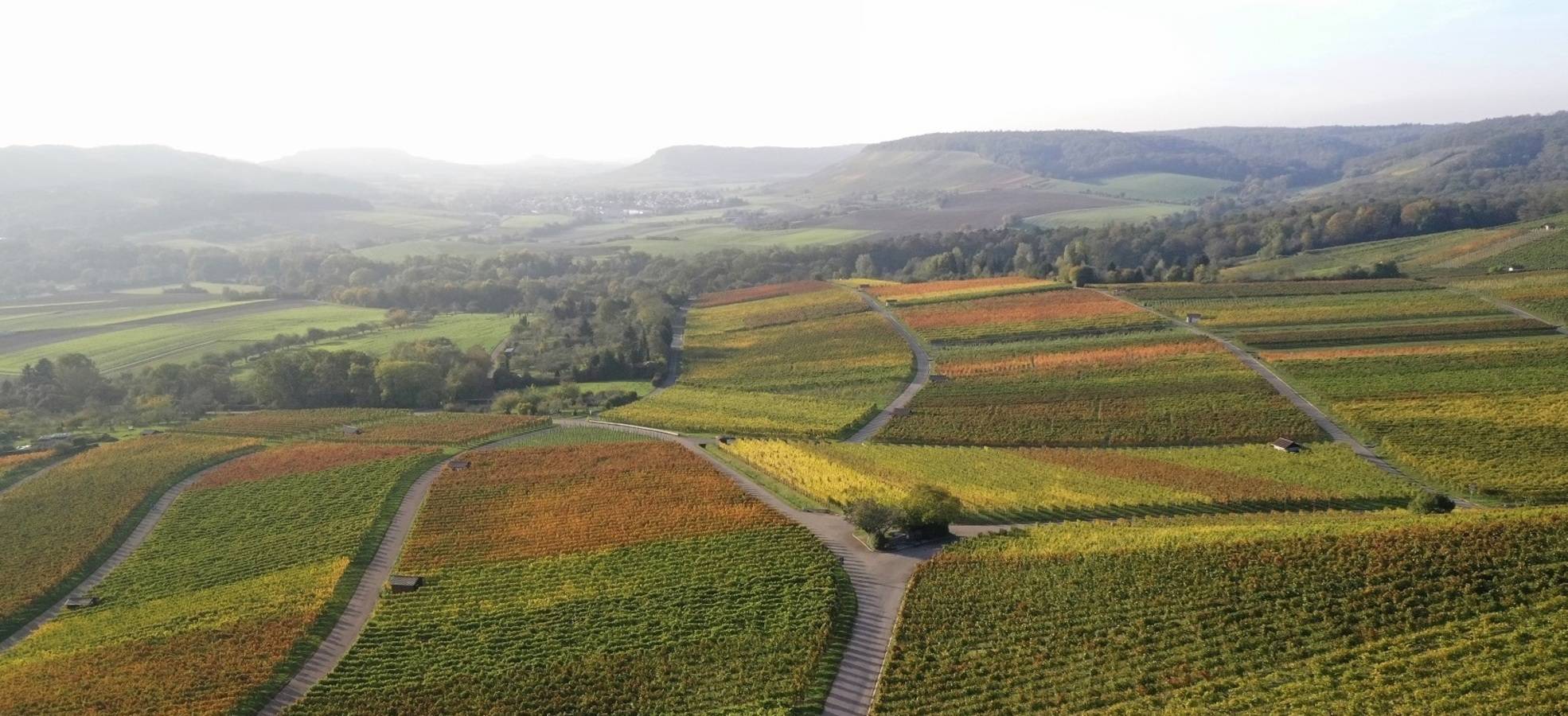 Weinberge Horrheim / © Michael Meyer