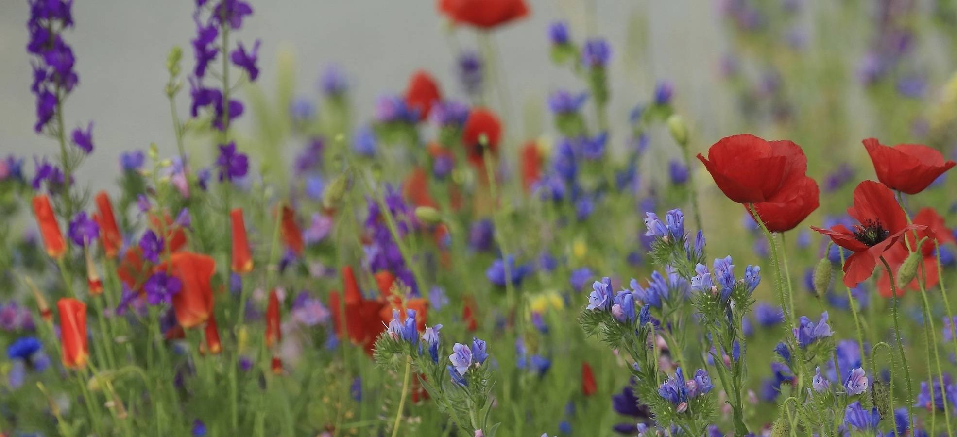Blumenwiese / © Michael Meyer
