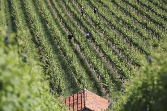 Weinberge / © Michael Meyer
